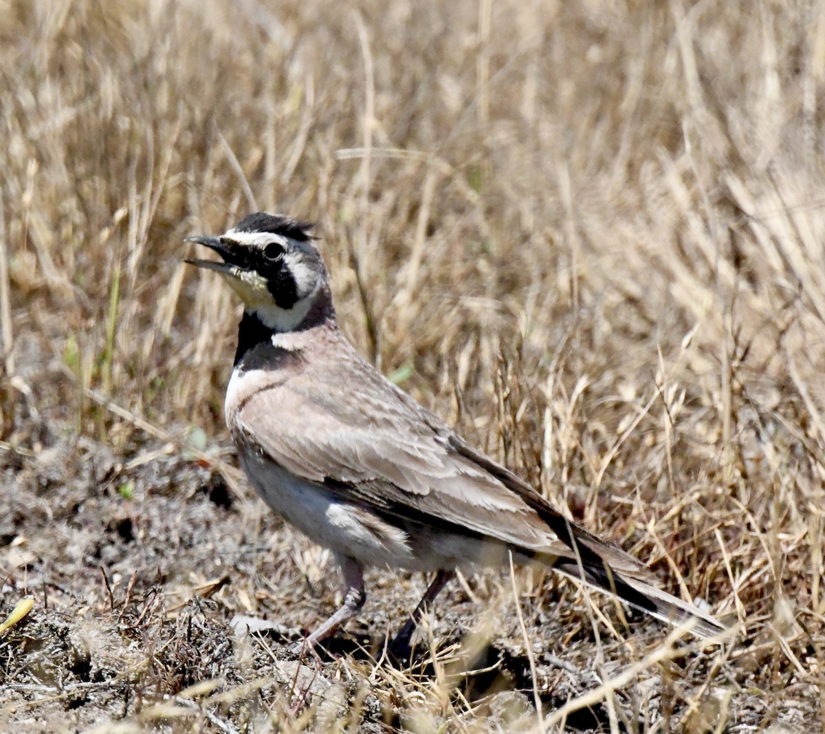 Horned Lark - ML594612461