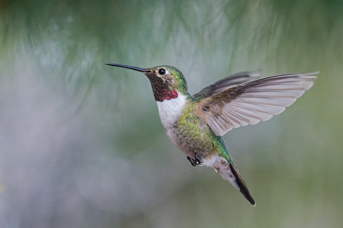 Broad-tailed Hummingbird - ML594612541