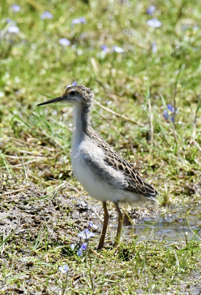 Falaropo Tricolor - ML594613241