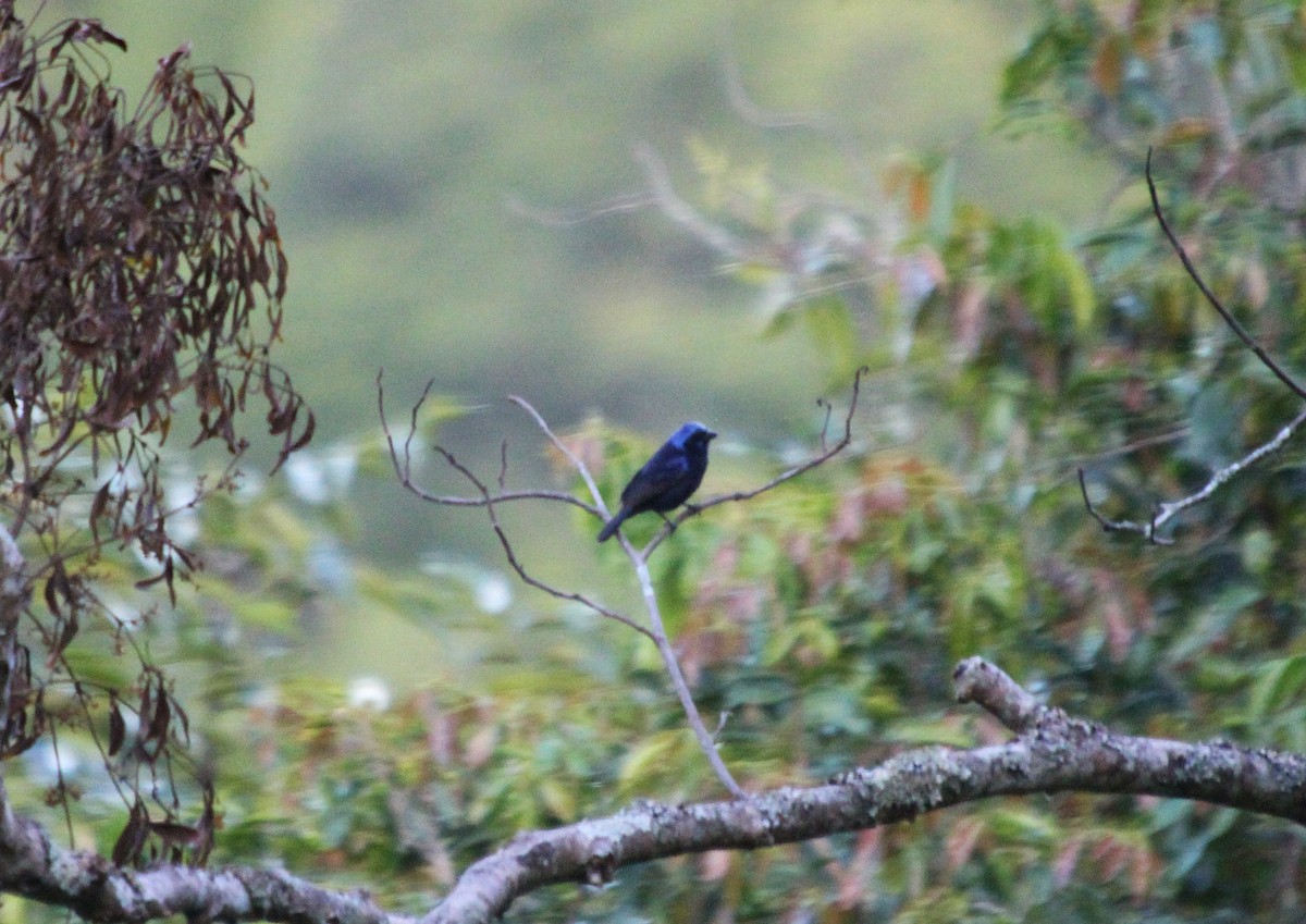 Blue Bunting - ML594613391