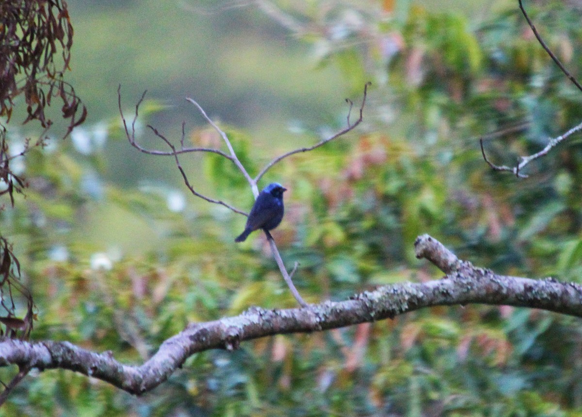 Blue Bunting - ML594613421