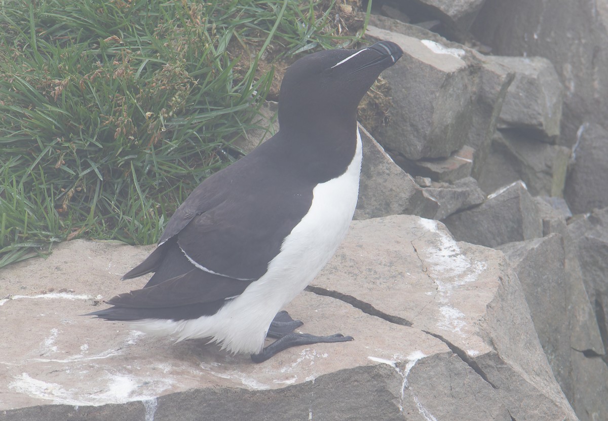 Razorbill - ML594613981