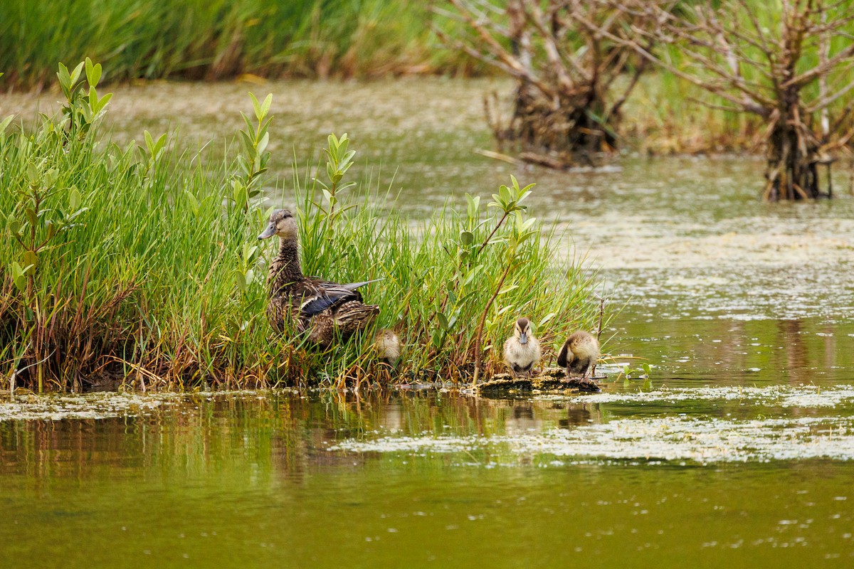 Mallard - ML594616121