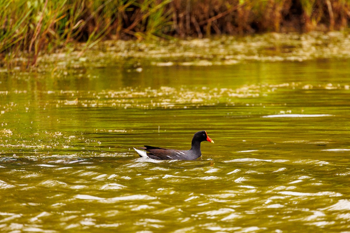 Common Gallinule - ML594616671