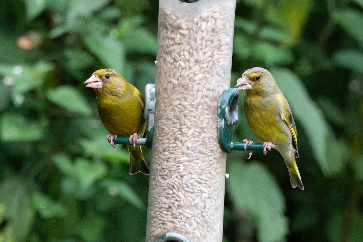 European Greenfinch - ML594617531