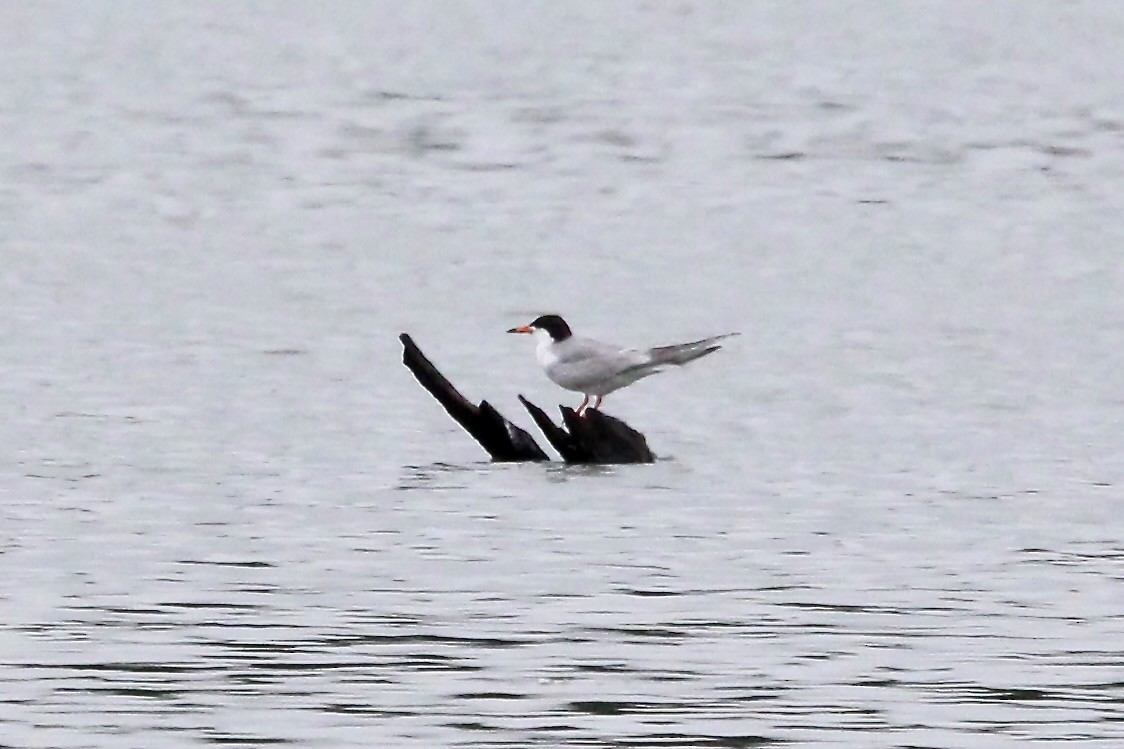 Forster's Tern - ML594618171