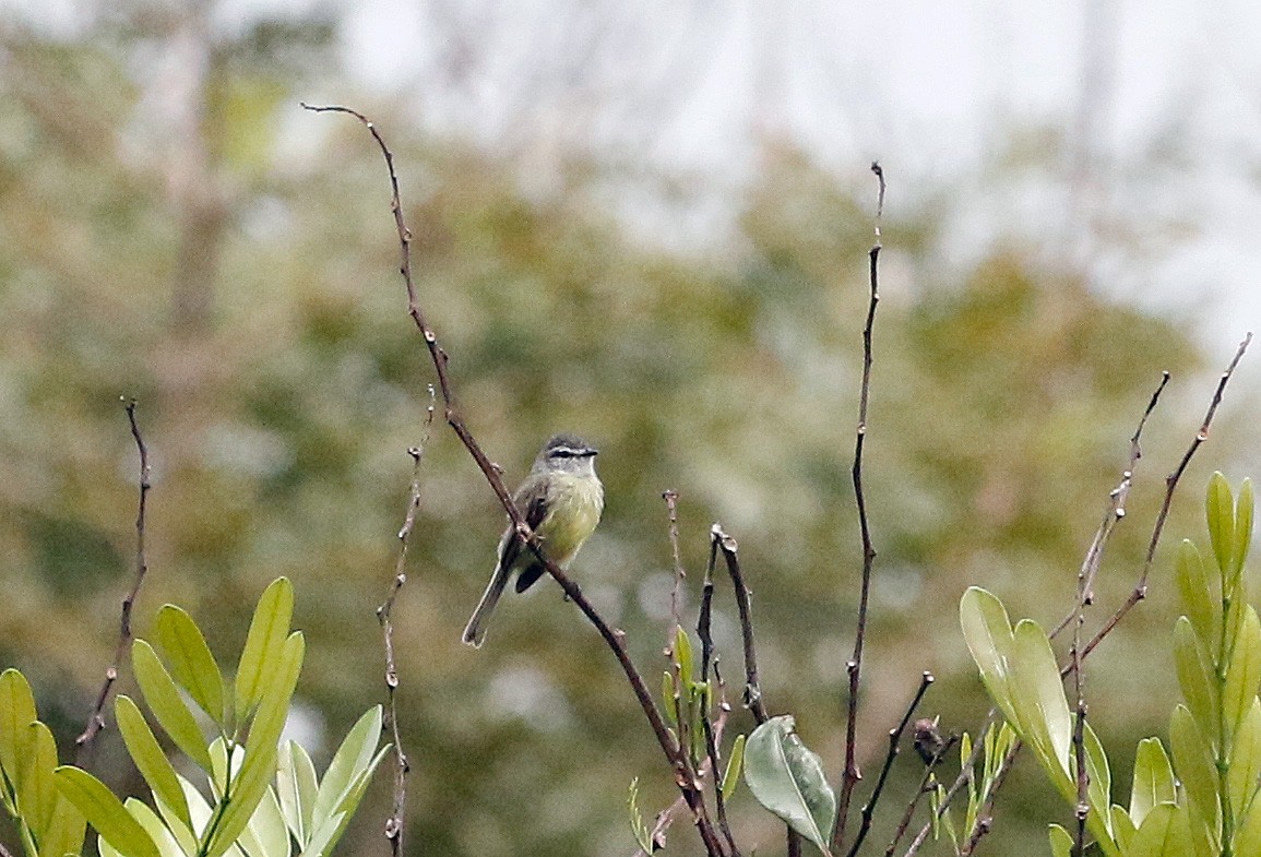 Sooty-headed Tyrannulet - ML594619521