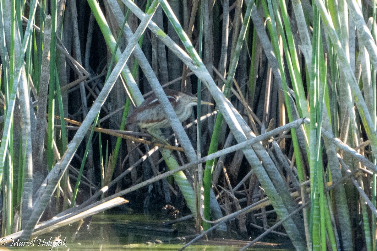 Least Bittern - ML594620851