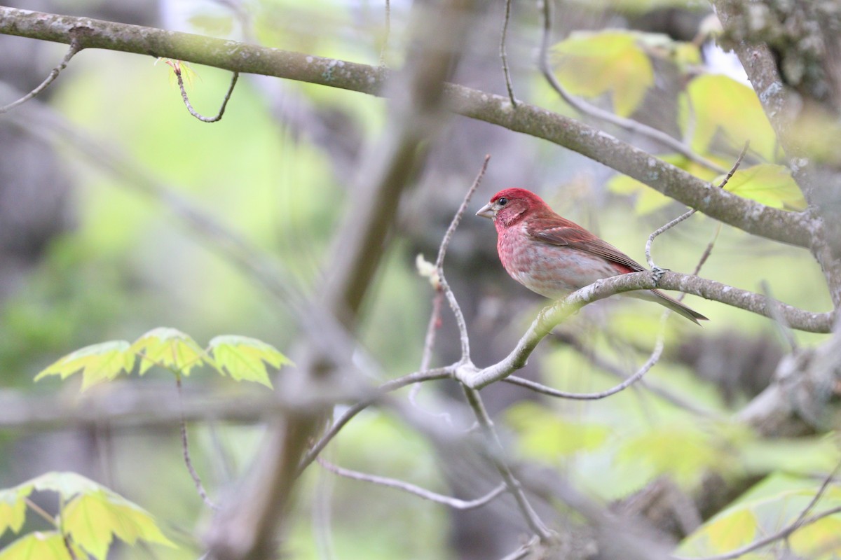 Purple Finch - Aaron Marshall