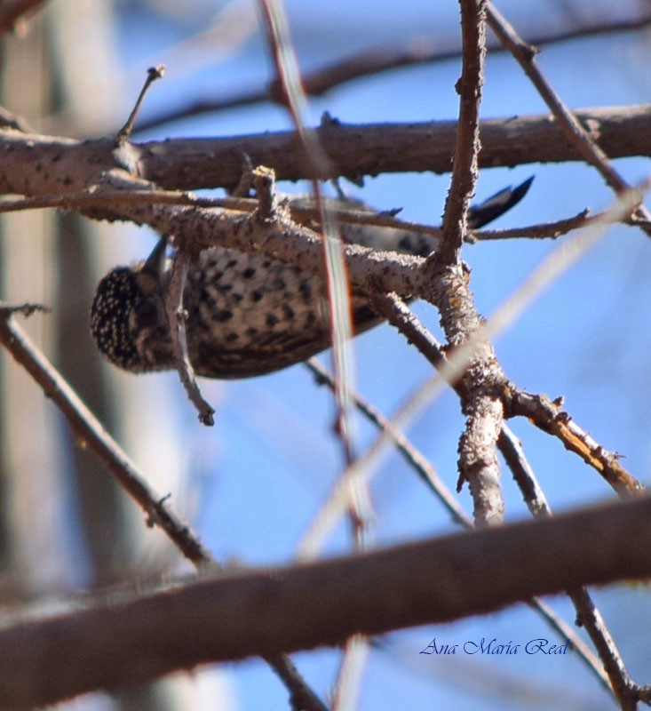 White-barred Piculet - ML594622211