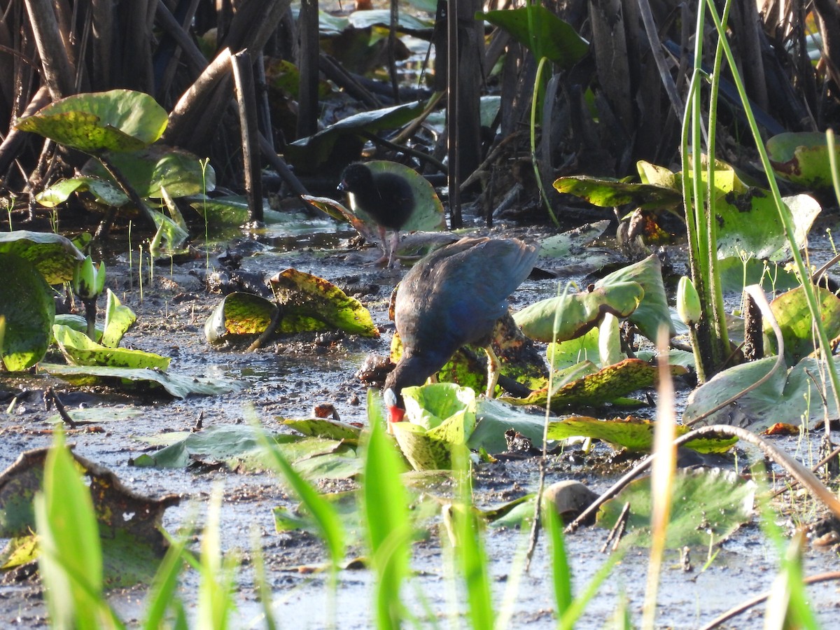 Purple Gallinule - ML594622231