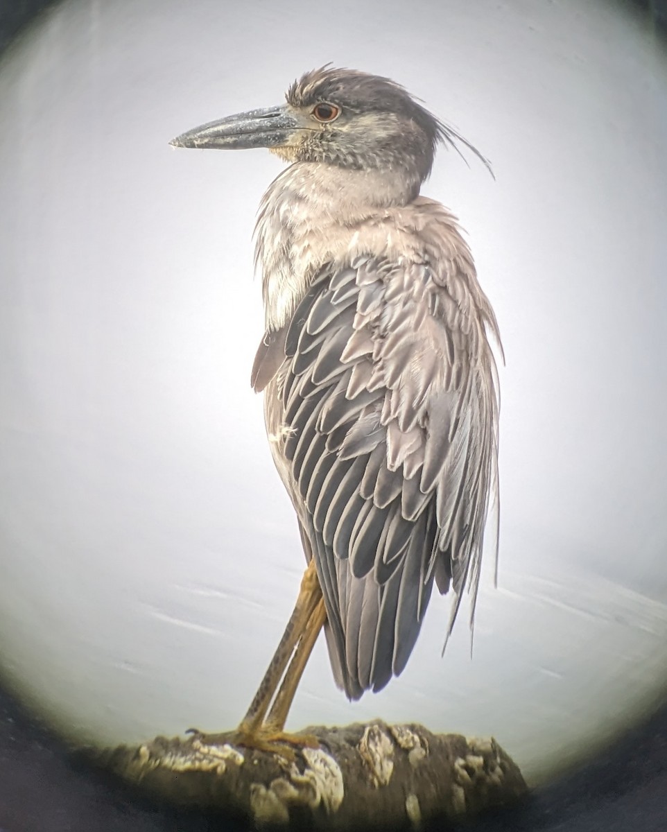 Yellow-crowned Night Heron - ML594623381