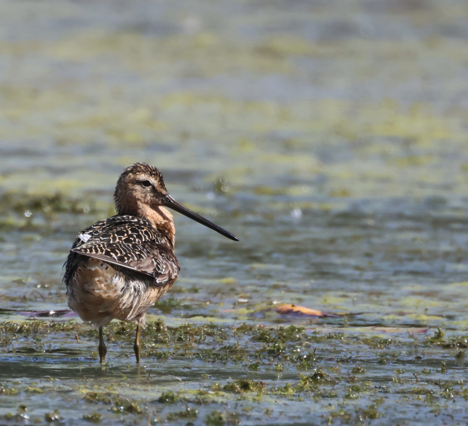 Long-billed Dowitcher - ML594623811