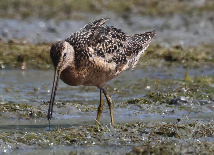 Long-billed Dowitcher - ML594623821