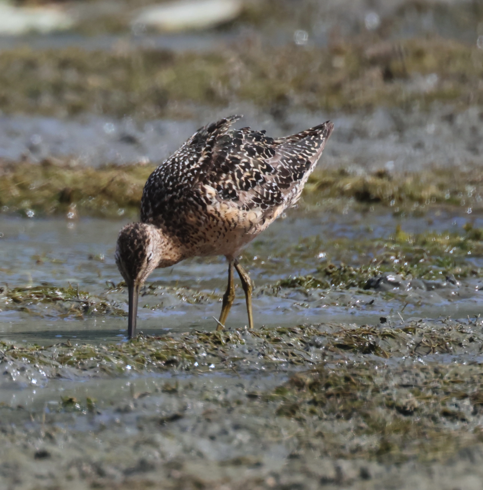 Long-billed Dowitcher - ML594623831