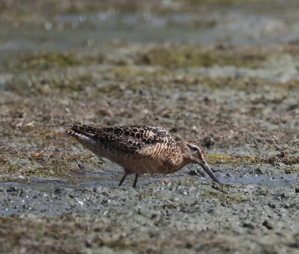 Long-billed Dowitcher - ML594623841