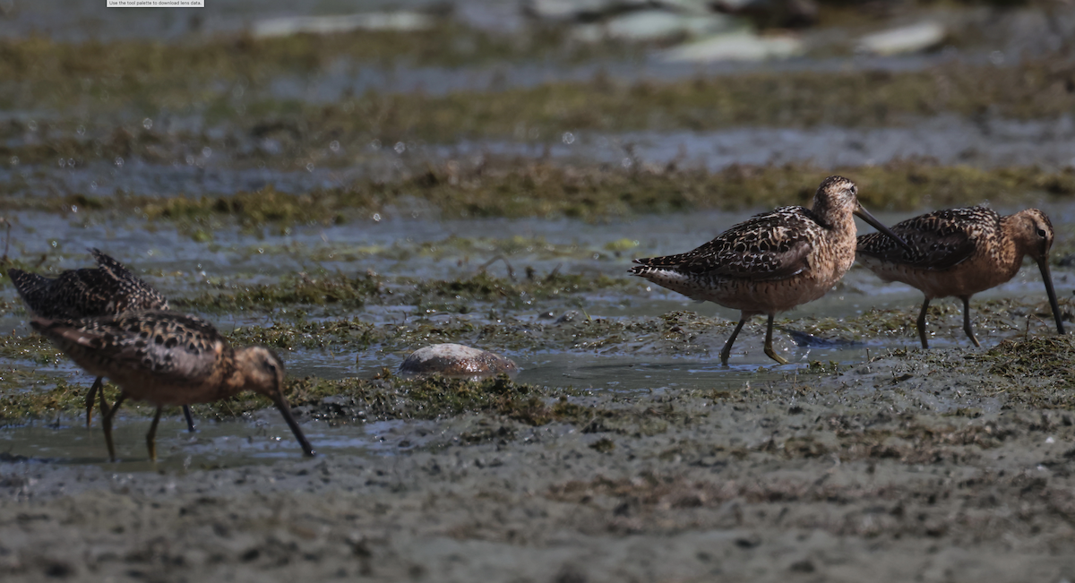 Long-billed Dowitcher - ML594623851