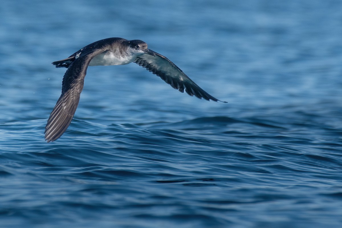 Manx Shearwater - ML594624861