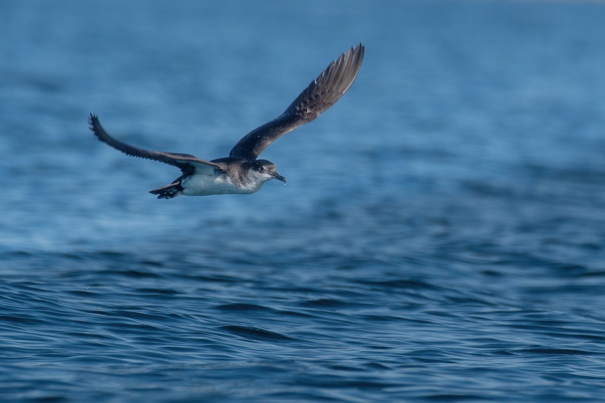 Manx Shearwater - ML594624871