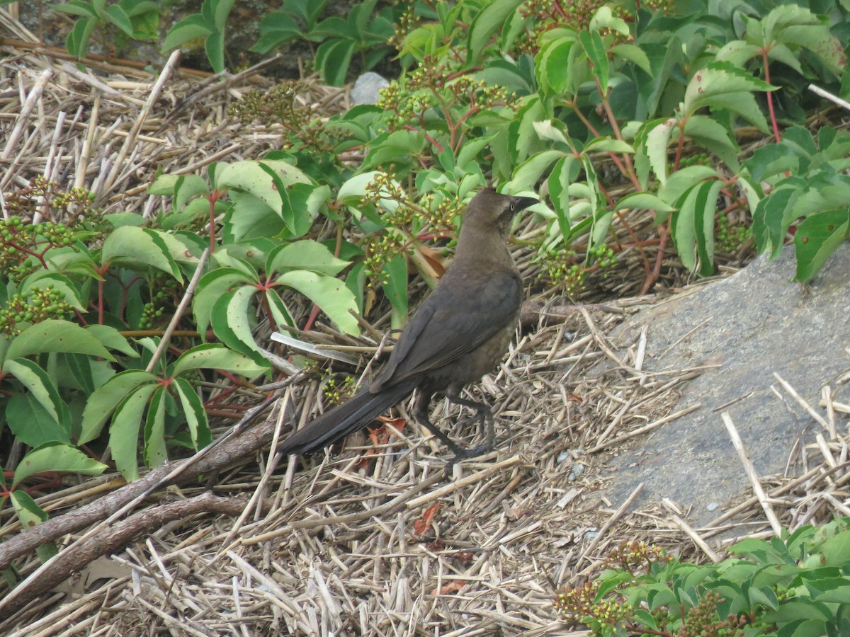 Boat-tailed Grackle - ML594625781