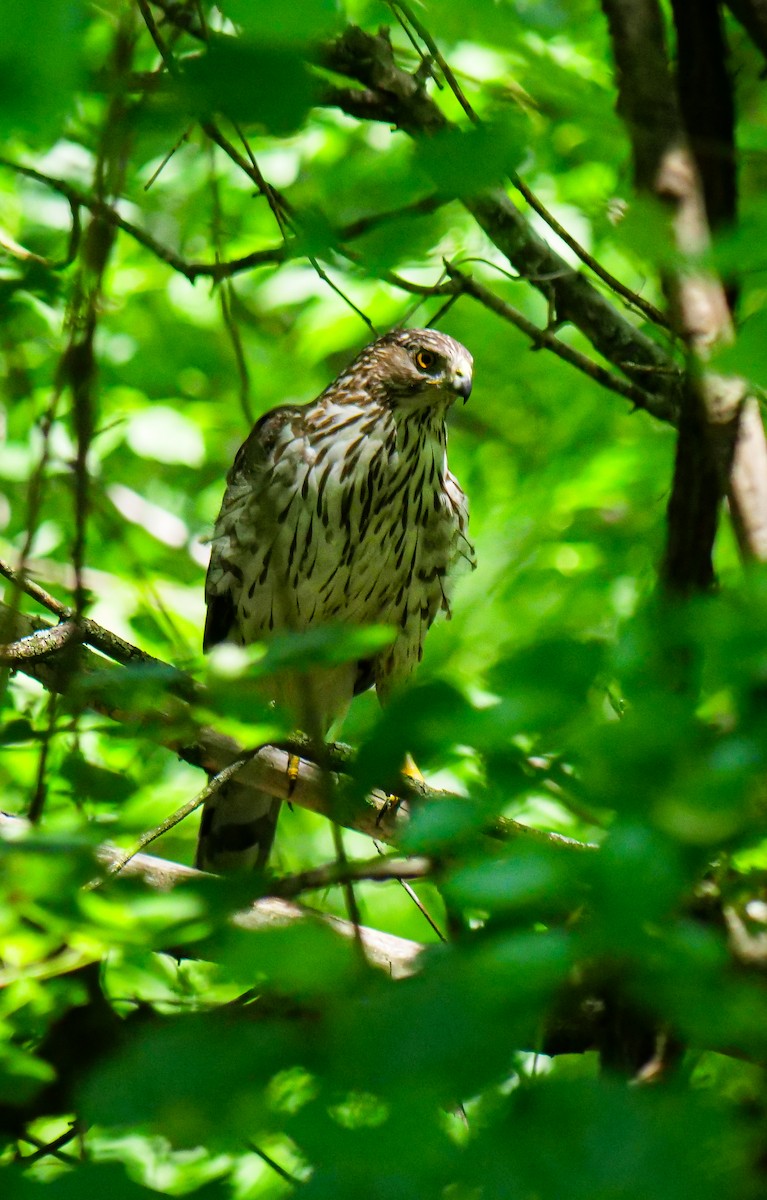 Cooper's Hawk - ML594626071