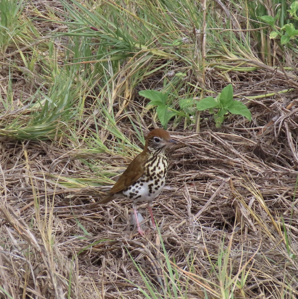 Wood Thrush - ML594626181