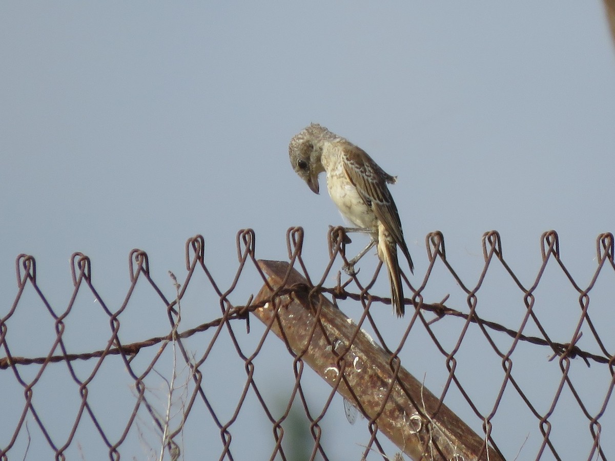 Woodchat Shrike - ML594626781