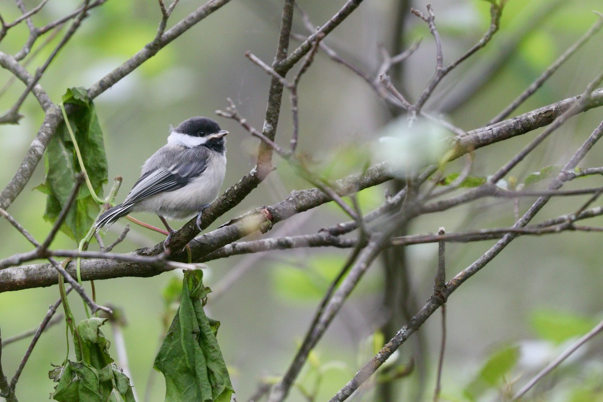 Black-capped Chickadee - ML594626851