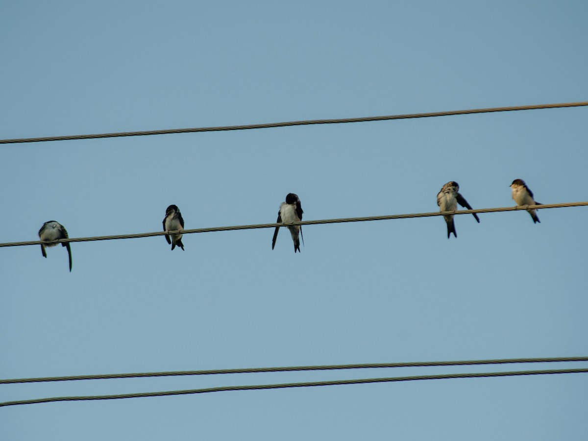 Western House-Martin - Muammer Ülker