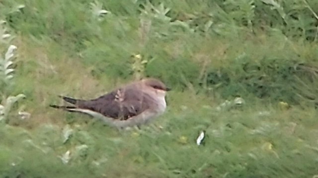 Black-winged Pratincole - ML594626981