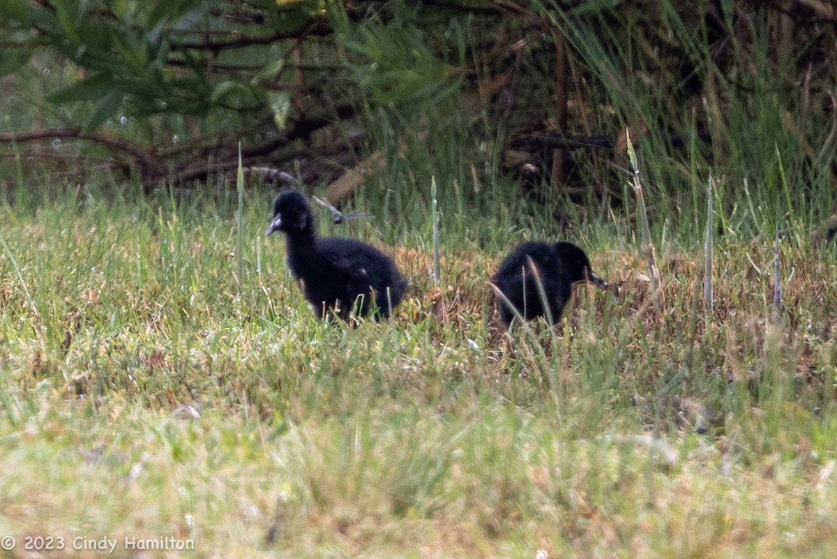 Clapper Rail - ML594627431