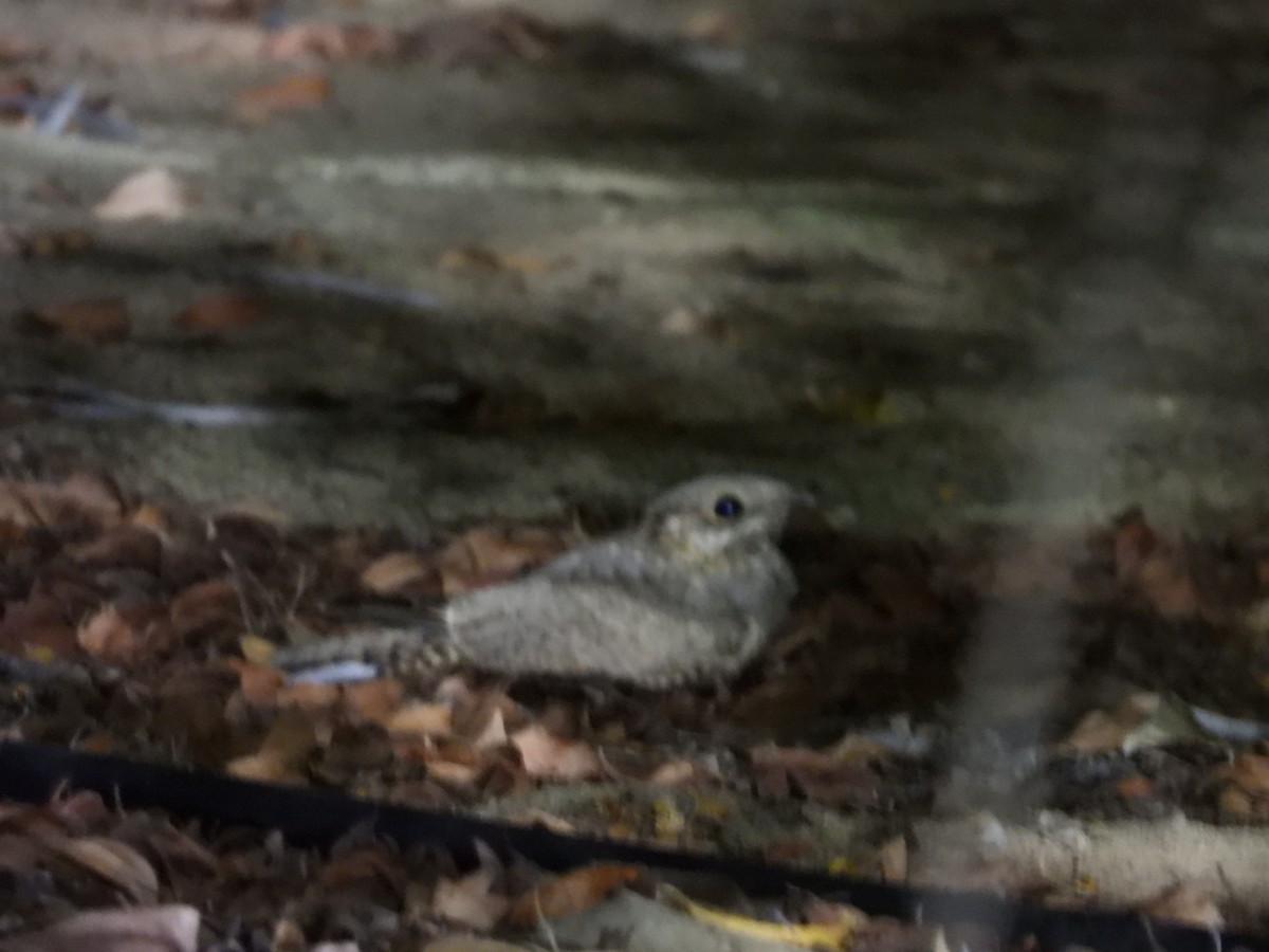 Nubian Nightjar - Daria Vashunina