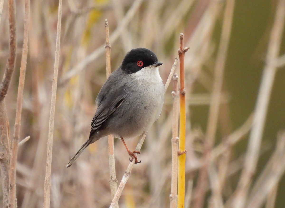 Sardinian Warbler - ML594628731