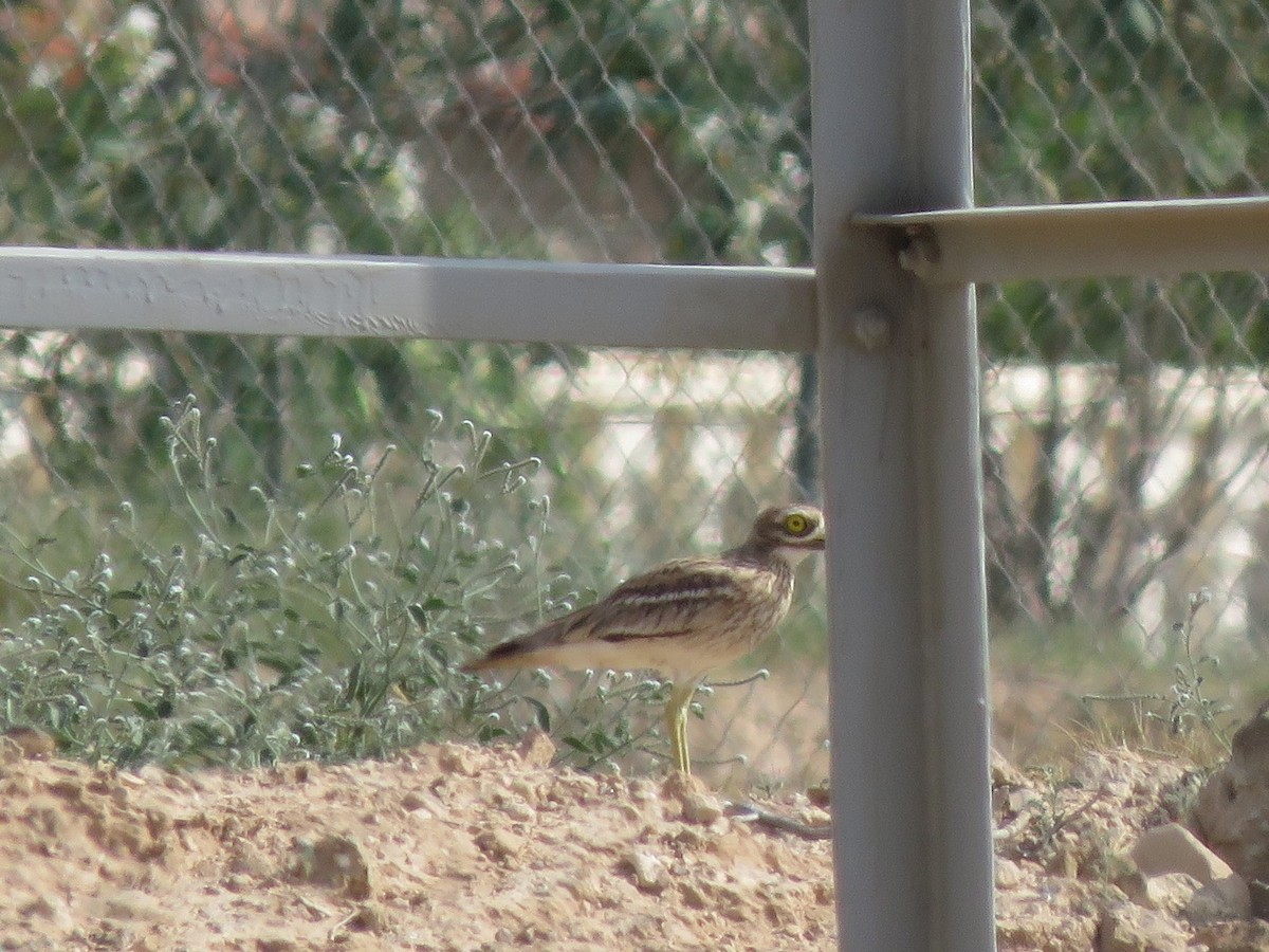 Eurasian Thick-knee - ML594629351