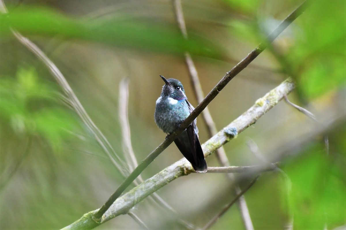 Geoffroy's Daggerbill - David Lawton