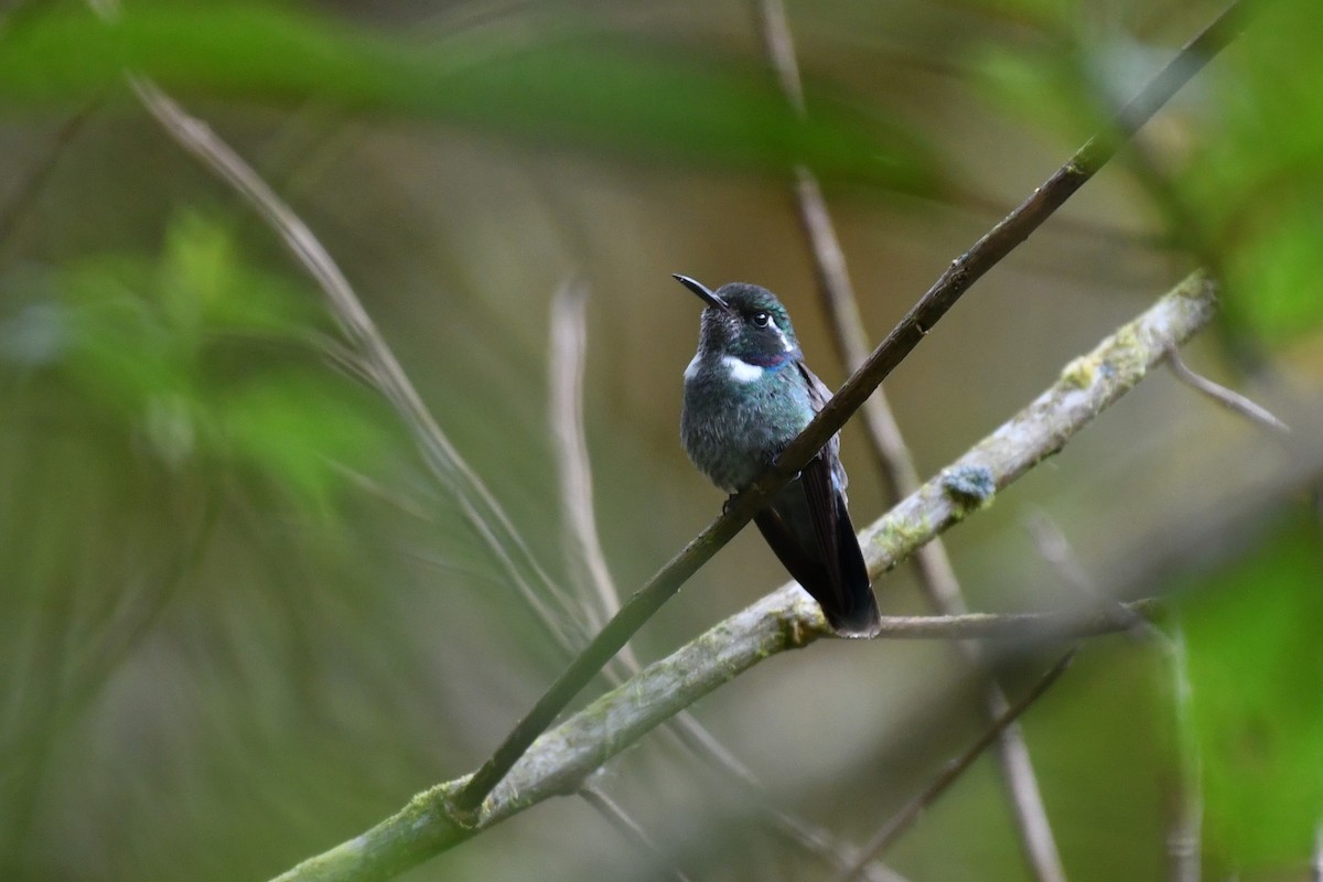 Geoffroy's Daggerbill - David Lawton