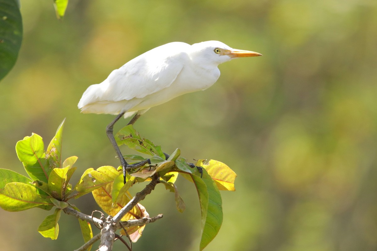 Western Cattle Egret - ML594630891