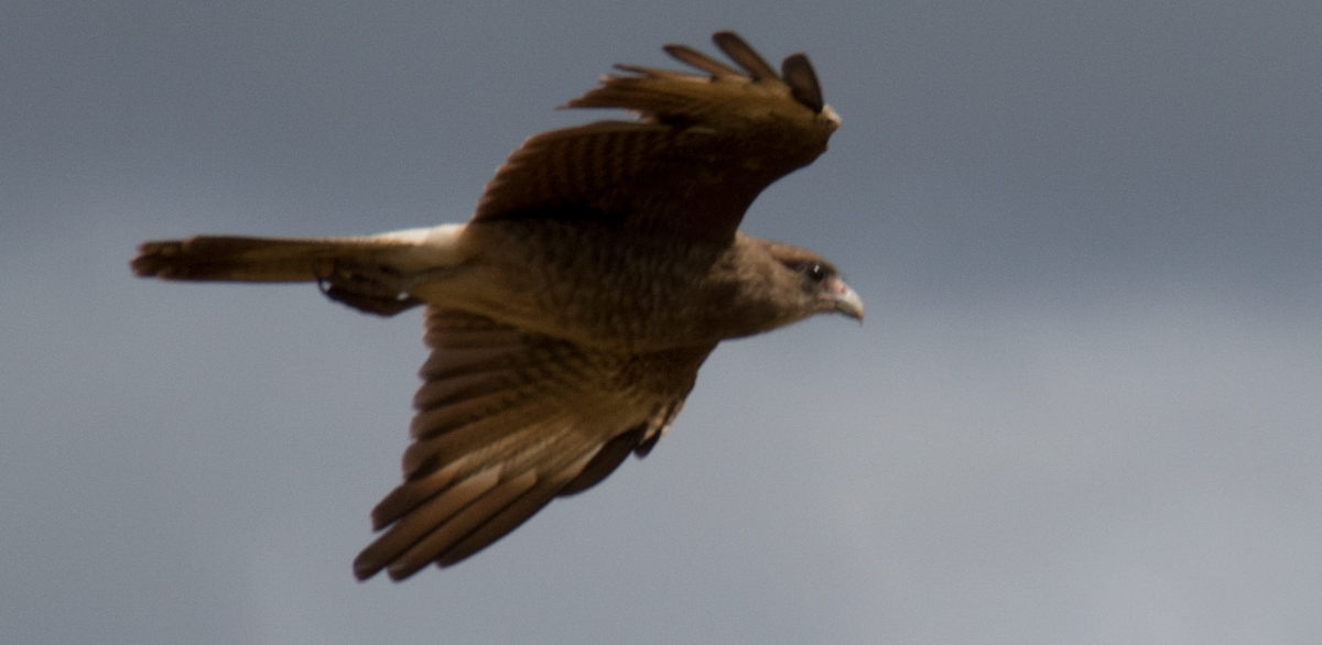 Caracara chimango - ML59463151