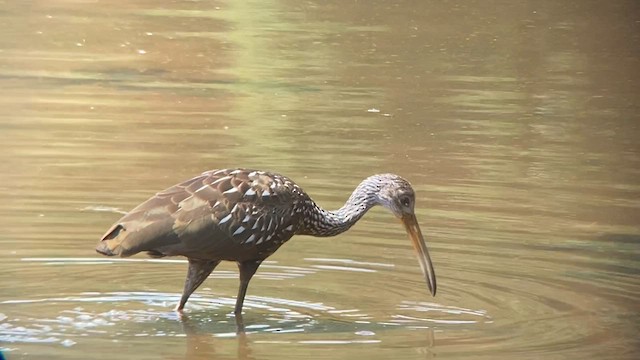 Limpkin - ML594631601