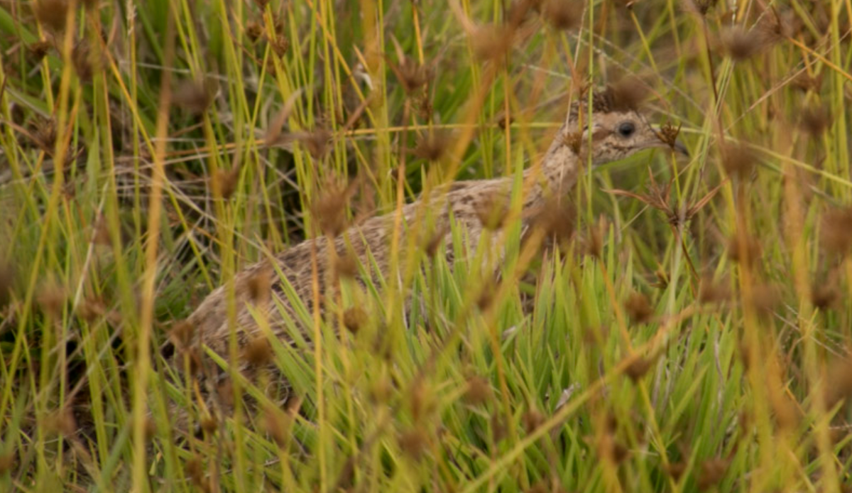 Chilean Tinamou - ML59463161