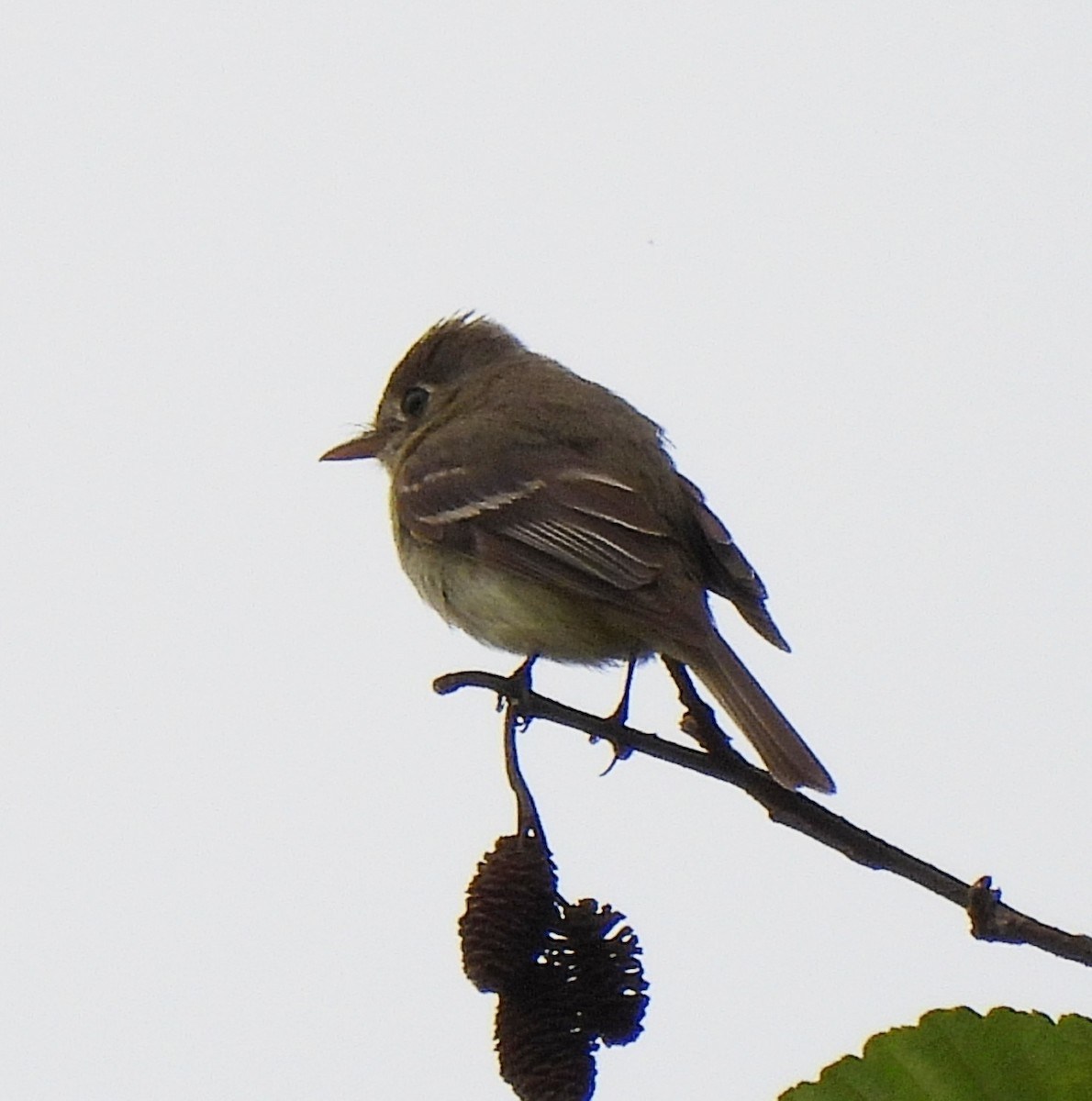 Western Flycatcher (Pacific-slope) - ML594631711