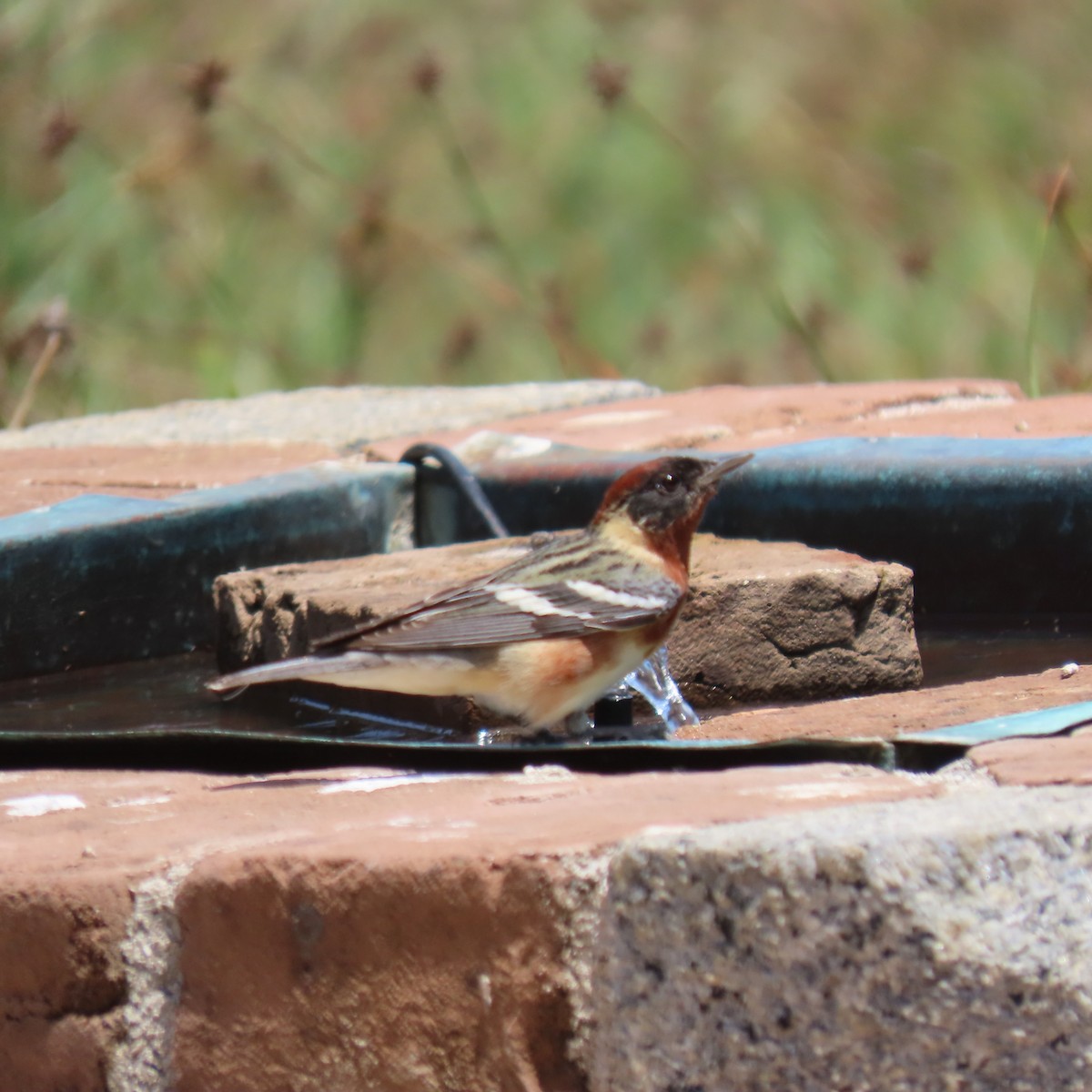 Bay-breasted Warbler - ML594632861