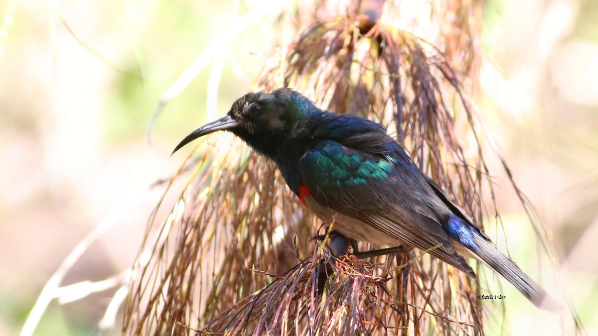 Southern Double-collared Sunbird - ML594633401