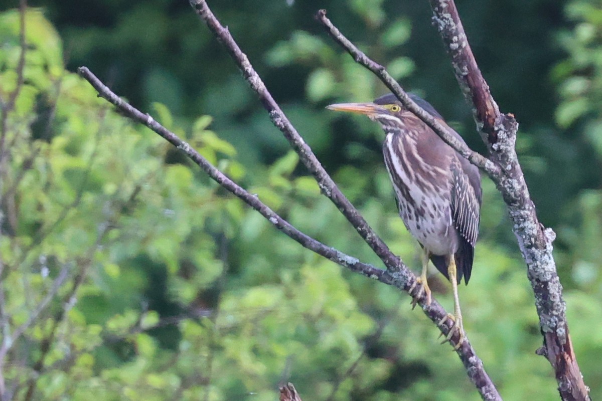 Green Heron - Leo Weiskittel