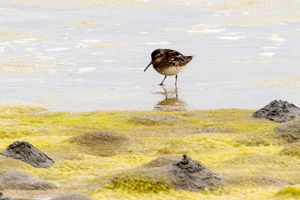 Broad-billed Sandpiper - ML594634381