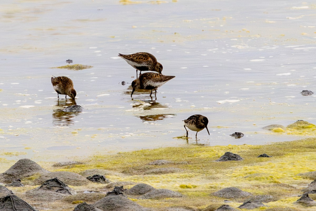 Broad-billed Sandpiper - ML594634391