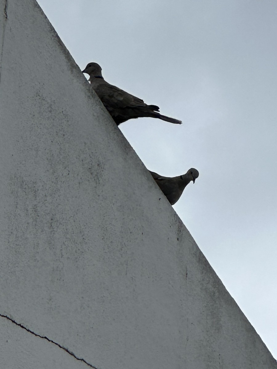 Eurasian Collared-Dove - ML594635261