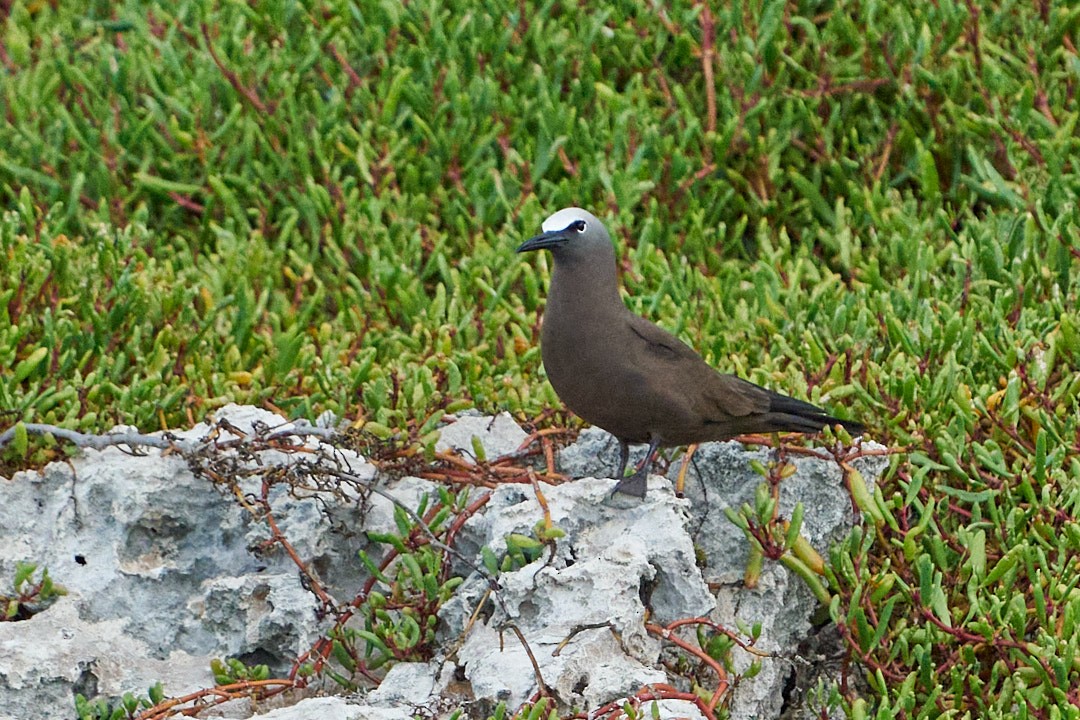 Brown Noddy - Philip Cumming