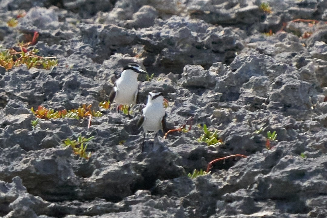 Bridled Tern - ML594636311