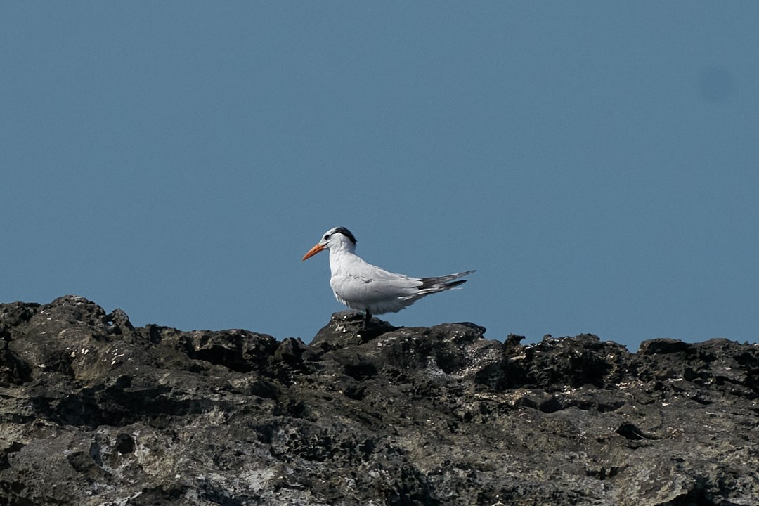 Royal Tern - Philip Cumming